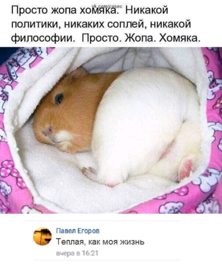 Просто жопа Никакой политики никаких соплей никакой философии Просто Жопа Хомяка к 8 в Павел Егоров Теплая как моя жизнь висрэ Е 11 Ц