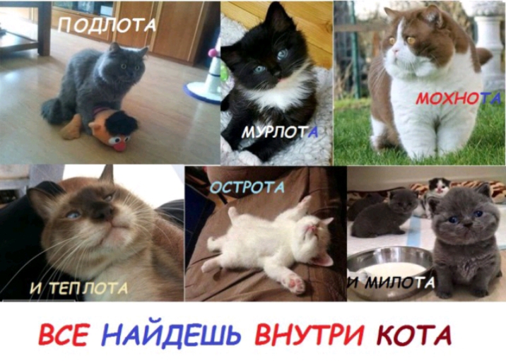 и ТЕП А ВСЕ ВНУТРИ КОТА