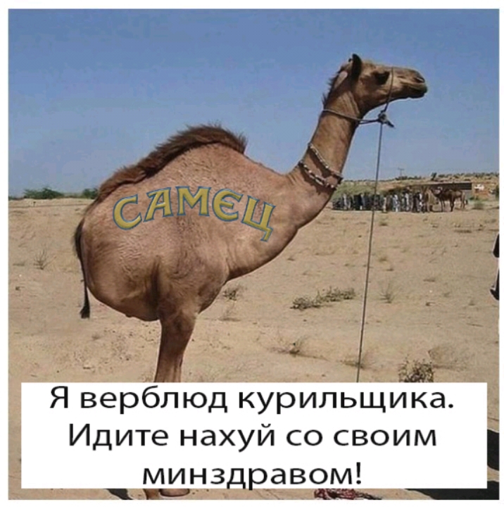 Я верблюд курильщика Идите нахуй со своим минз_ савом