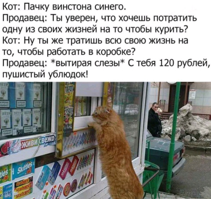 Кот Пачку винсгона синего Продавец Ты уверен что хочешь потратить одну из своих жизней на то чтобы курить Кот Ну ты же тратишь всю свою жизнь на то чтобы работать в коробке Продавец вытирая спезы С тебя 120 рублей пушистый ублюдок