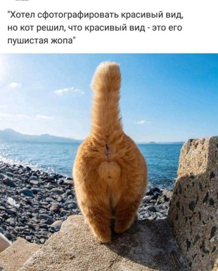 Хотел сфотографировать красивый вид но кот решил что красивый вид это его пушистая жопа