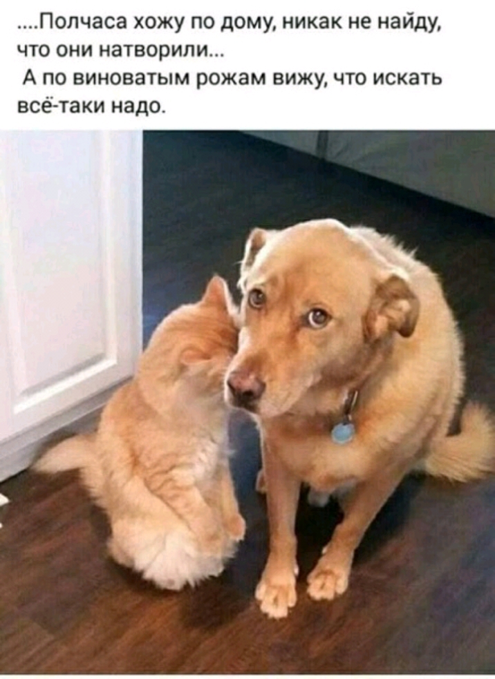 Полчаса хожу по дому никак не найду что они натворили А по виноватым рожам вижу что искать всё таки надо