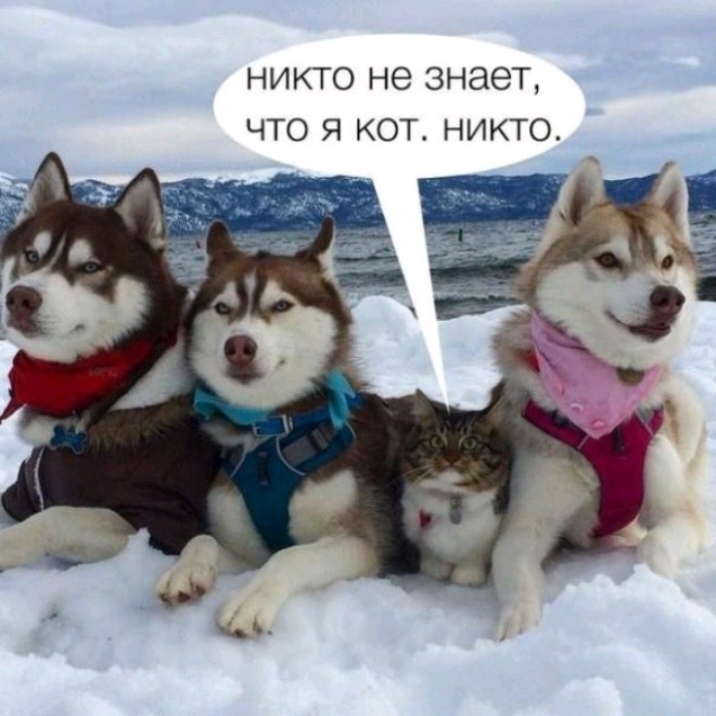 НИКТО не знает ЧТО Я КОТ НИКТО