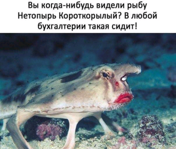 Вы когда нибудь видели рыбу Нетопырь Короткорылый В любой бухгалтерии такая сидит