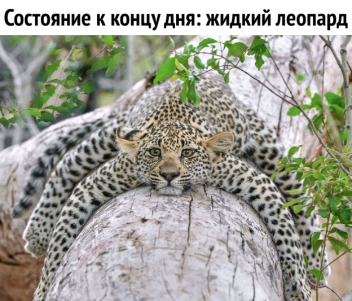 Состояние К КОНЦУДНЯ ЖИДКИЙ леопард