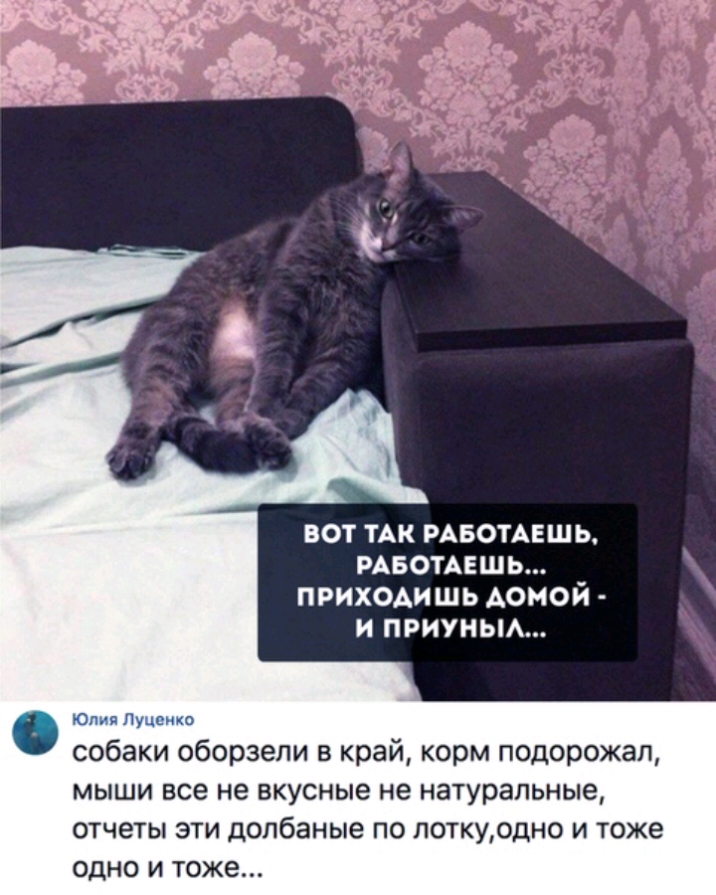 вот ТАК РАБОТАЕШЬ РАБОТАЕШЬ приходишь домой и приуньм ом я Луценко собаки оборзели в край корм подорожал мыши все не вкусные не натуральные отчеты эти допбаные по поткуодно и тоже одно и тоже