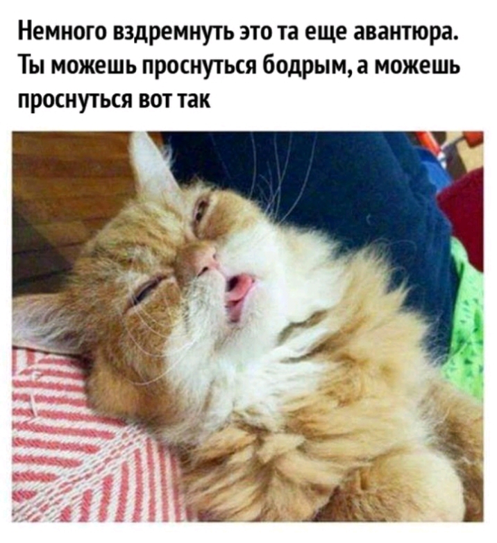 Немного вздремнуть это та еще авантюра Ты можешь проснуться бодрым а можешь проснуться вот так