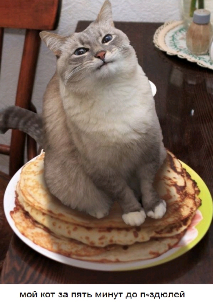 мой кот за пять минут до пздюлей