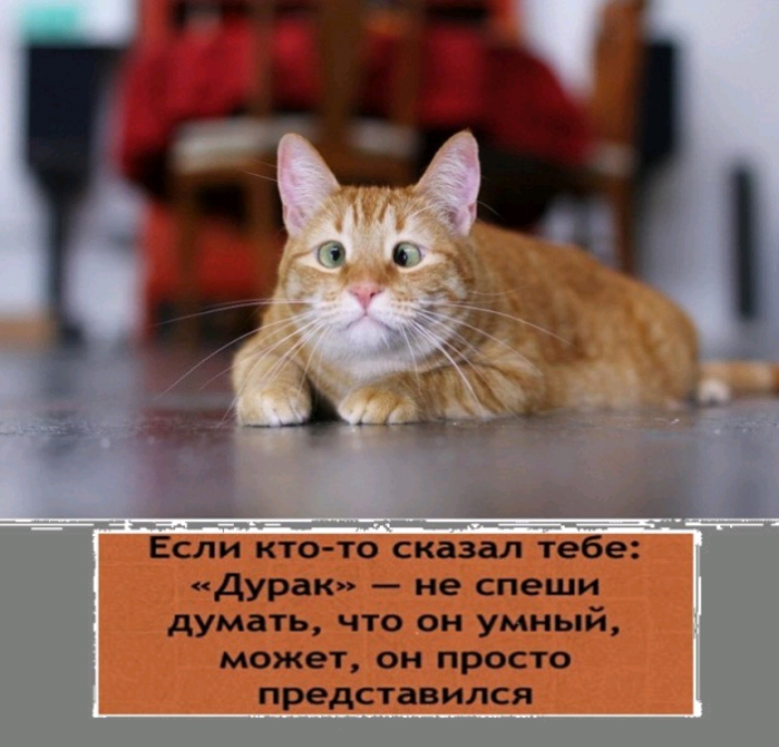 Если кто то сказал тебе дурак не спеши думать что он умный может он просто представился