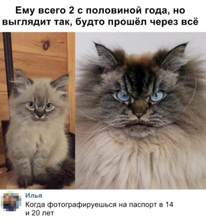 Ему всего 2 с половиной года но выглядит так будто прошёл через всё Ипьп Когда фотографируешься на паспорт в 14 и 20 лет