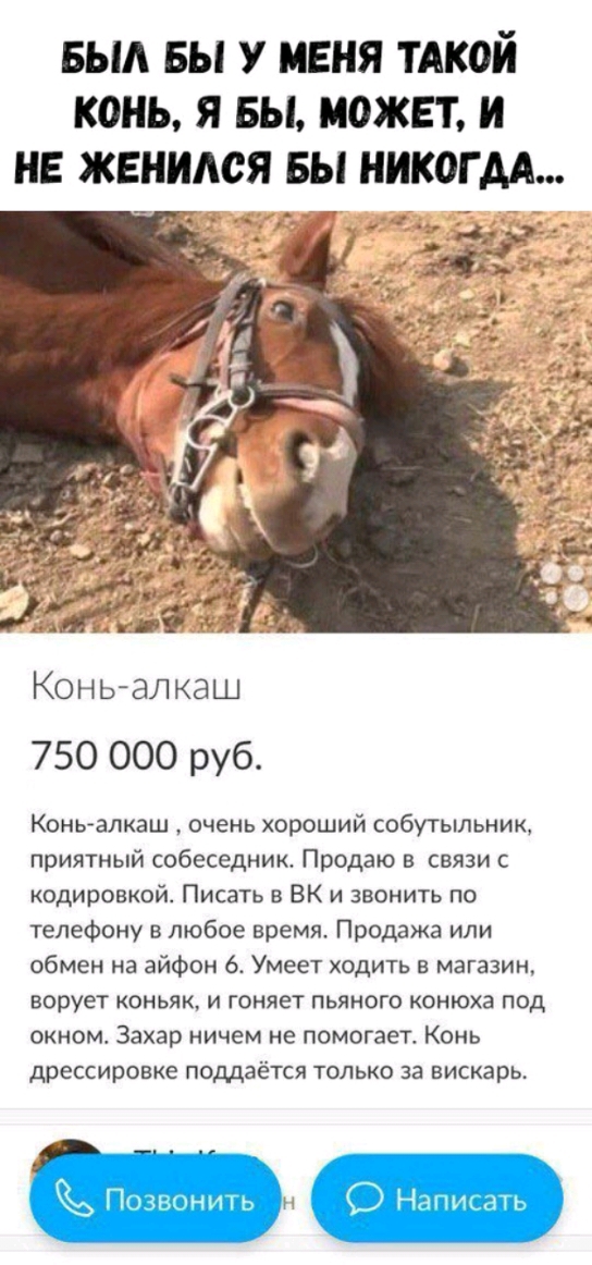 выд вы у меня ТАКОЙ конь я вы может и не женился вы никогдА Конь алкаш 750 000 руб КоньАалкаш очень хороший собутыльник приятный собеседник Продаю в связи с кодировкой Писать в БК и звонить по телефону в любое время Продажа или обмен на айфон 6 Умеет ходить в магазин ворует коньяк и гоняет пьяного конюха под окном Захар ничем не помогает Конь дрессировке поддаётся только за вискарь