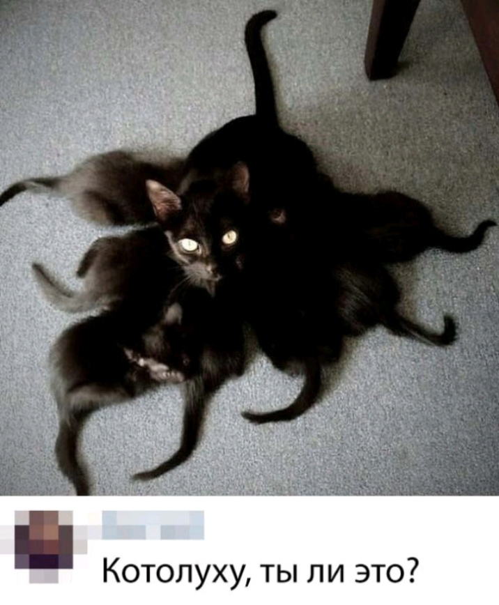 Котолуху ты ли это