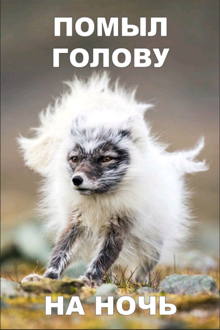 ПОМЫП ГОЛОВУ