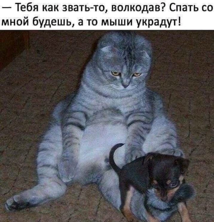 Тебя как звать то волкодав Спать со мной будешь а то мыши украдут