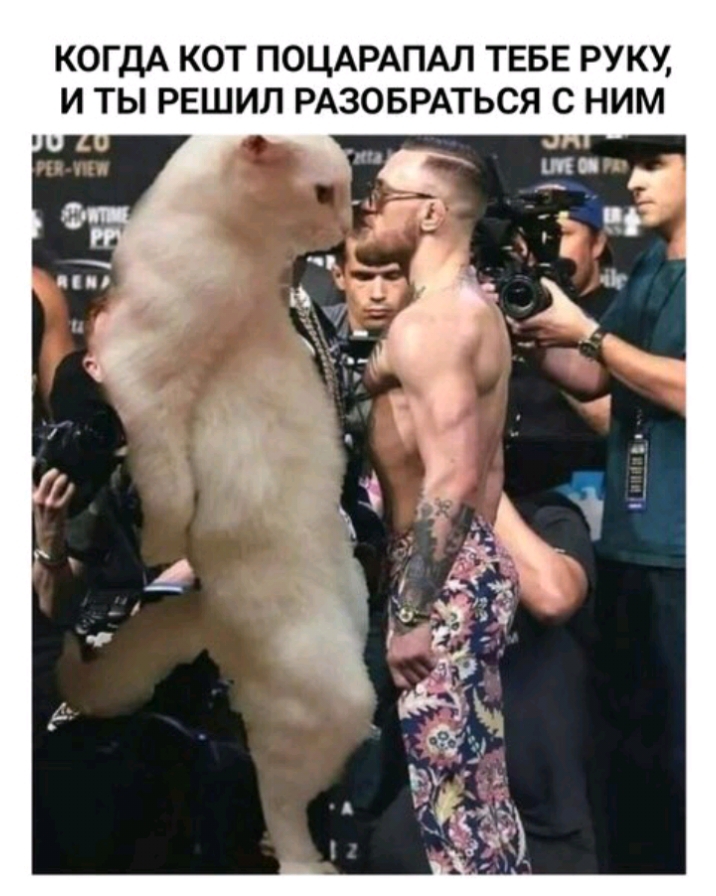 КОГДА КОТ ПОЦАРАПАЛ ТЕБЕ РУКУ И ТЫ РЕШИЛ РАЗОБРАТЬСЯ С НИМ