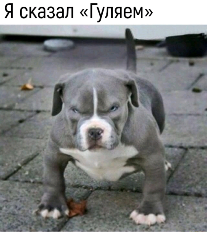 Я сказал Гуляем