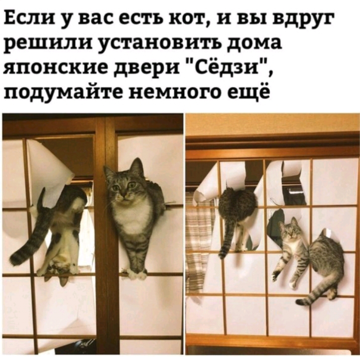 Если у вас есть кот и вы вдруг решили установить дома японские двери Сёдзи подумайте немного ещё