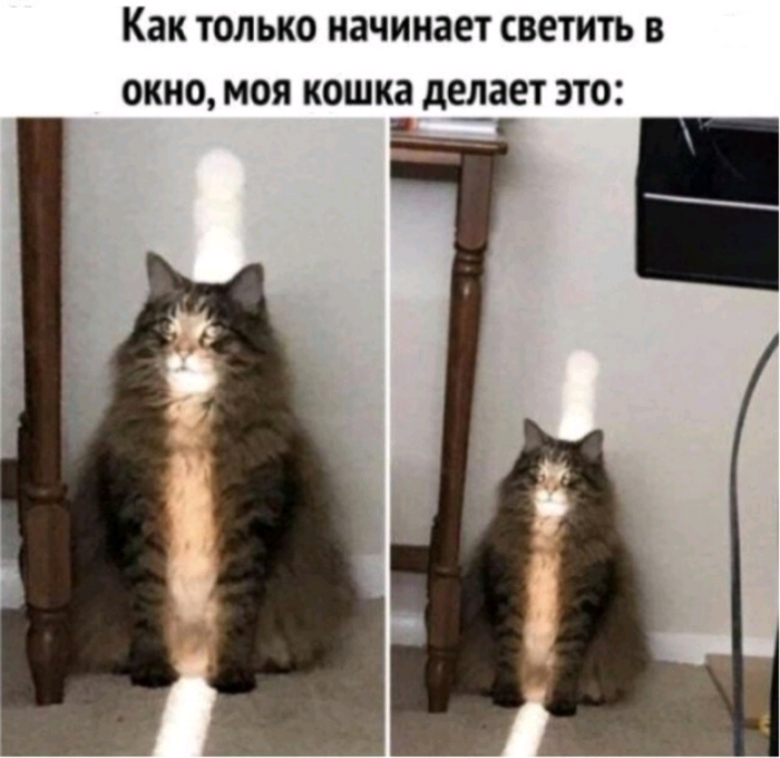 Как ТОЛЬКО начинает СВЭТИТЬ В ОКНО МОЯ КОШКЗ делает ЭТО