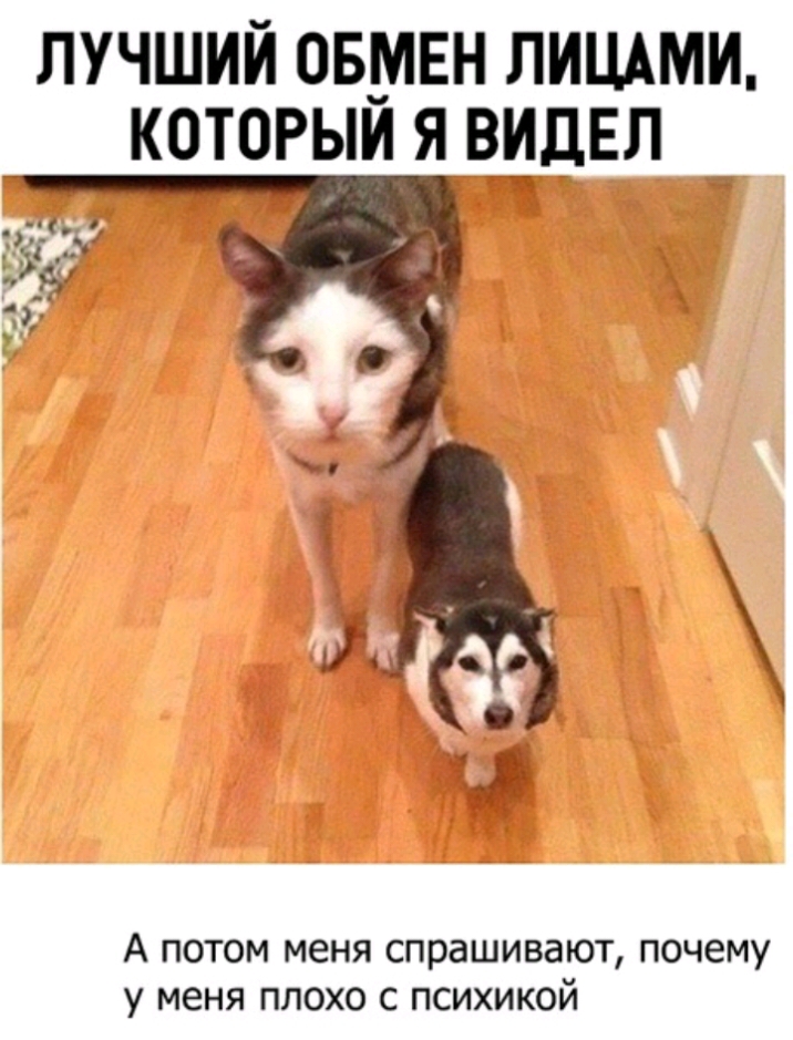 ЛУЧШИЙ ОБМЕН ЛИЦАМИ КОТОРЫИ Я ВИДЕЛ А потом меня спрашивают почему у меня плохо с психикой