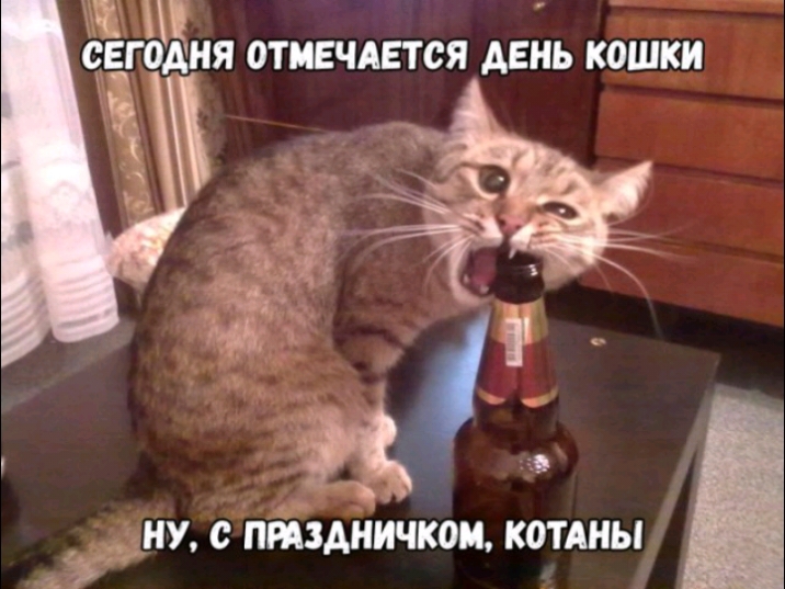 СЕГОДНЯ ОТМЕЧАЕТСЯ ДЕНЬ КОШКИ