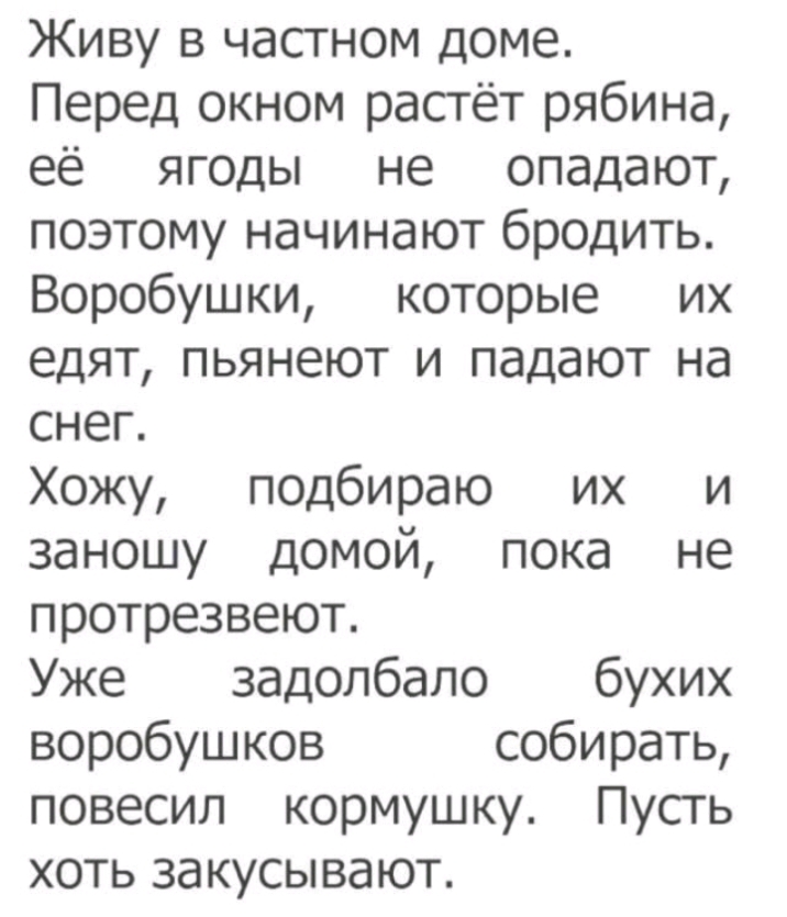 Живу в частном доме Перед окном растёт рябина её ягоды не опадают поэтому начинают бродить Воробушки которые их едят пьянеют и падают на снег Хожу подбираю их и заношу домой пока не протрезвеют Уже задолбало бухих воробуш ков собирать повесил кормушку Пусгь хоть закусывают