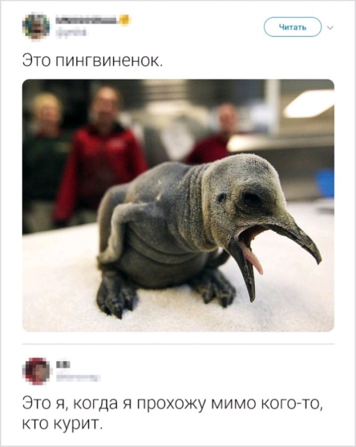 Это пингвиненок П Это я когда я прохожу мимо кого то кто курит