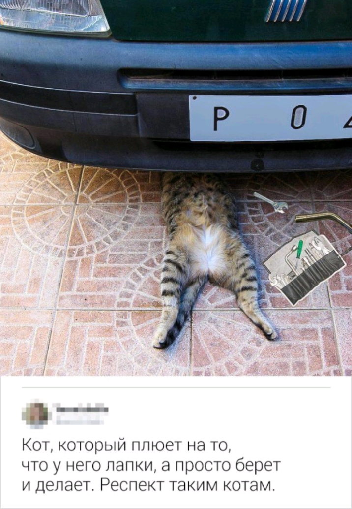 _ Кот который плюет на то что у него папки 3 просто берет и депает Респект таким котам