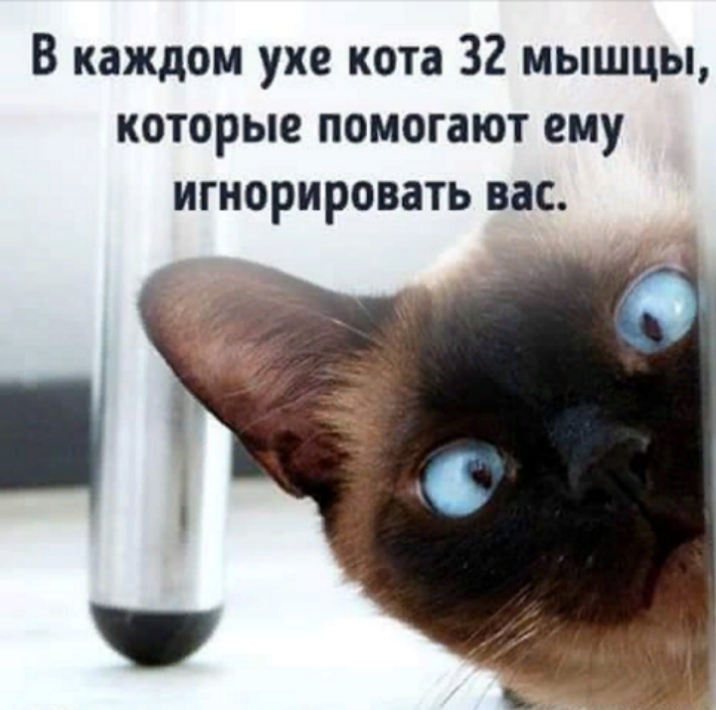 В каждом ухе кота 32 мышцы которые помогают ему игнорировать вас
