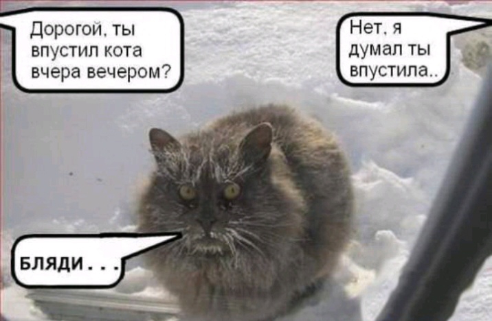 Нет я думал ты впустила Дорогои ты впустип кота вчера вечером