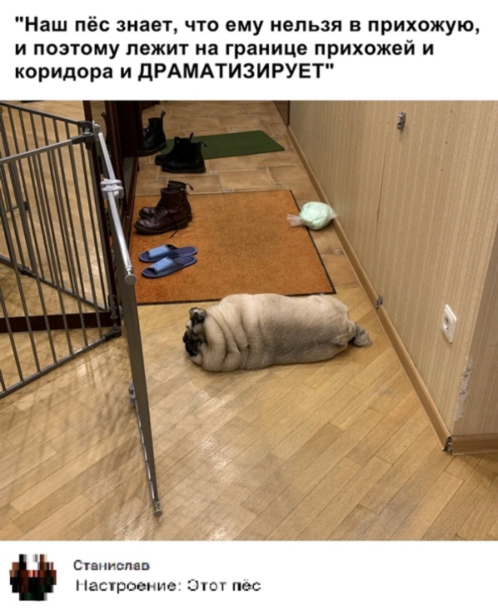 Наш пёс знает что ему нельзя в прихожую и поэтому лежит на границе прихожей и коридора и дРАМАТИЗИРУЕТ Станислав Насгроение Слот пес