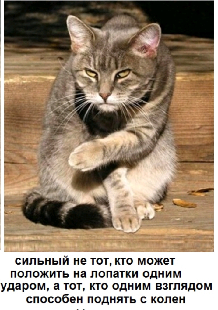 СИЛЬНЫЙ не ТОТ КТО МОЖЭТ ПОЛОЖИТЬ на ЛОПЗТКИ ОДНИМ ударом а ТОТ КТО ОДНИМ ВЗГЛЯДОМ способен ПОДНЯТЬ С КОЛЭН