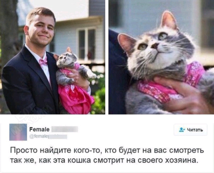 Ретаіе Читать Просто найдите кого то кто будет на вас смотреть так же как эта кошка смотрит на своего хозяина