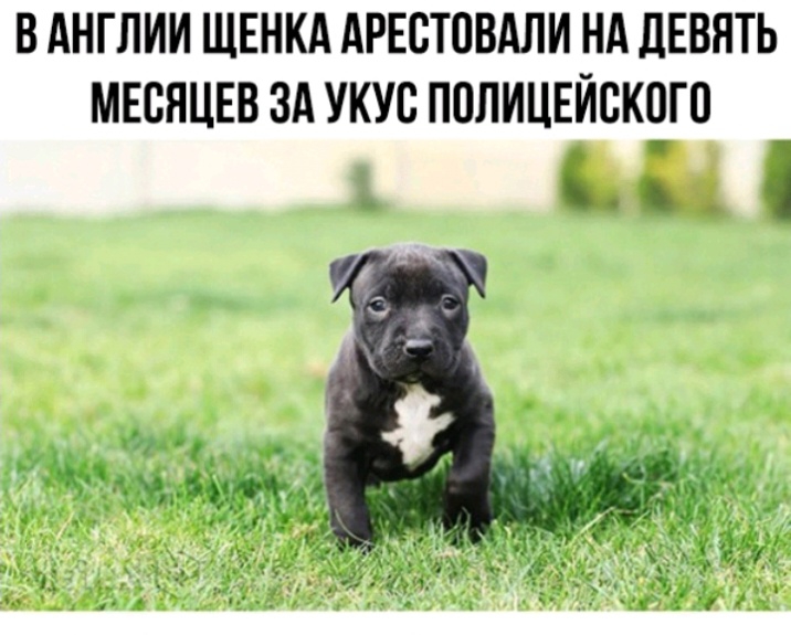 В АНГЛИИ ЩЕНКА АРЕСТОВАЛИ НА ЛЕВЯТЬ МЕСЯЦЕВ ЗА УКУС ППЛИЦЕИСКОГО