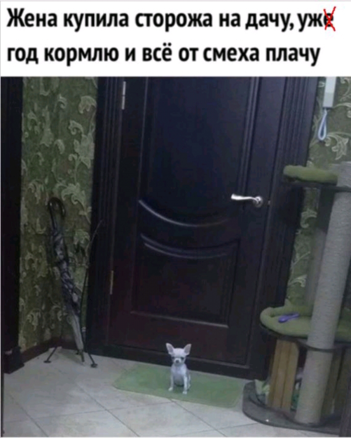 Жена купила сторожа на дачу уже год кормлю и всё от смеха плачу