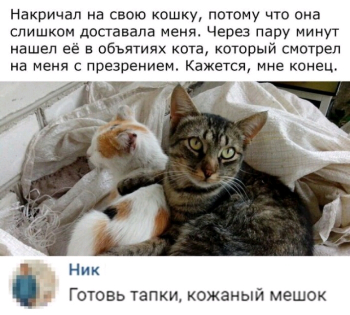 Накричал на свою кошку потому что она слишком доставала меня Через пару минут нашел её в объятиях кота который смотрел на меня с презрением Кажется мне конец Ник Готовь тапки кожаный мешок