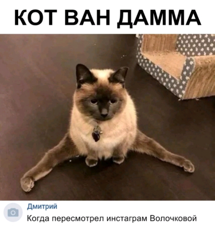 КОТ ВАН ДАМ МА Дмитрии Когда пересмотрел инстаграм Волочковой