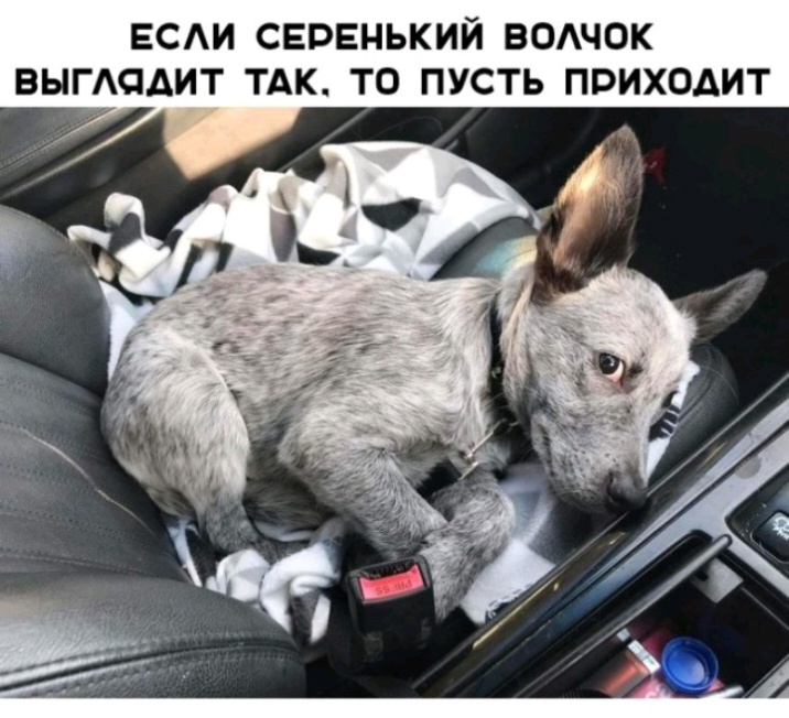 ЕСАИ СЕРЕНЬКИЙ ВОАЧОК ВЫГАПДИТ ТАК ТО ПУСТЬ ПРИХОДИТ
