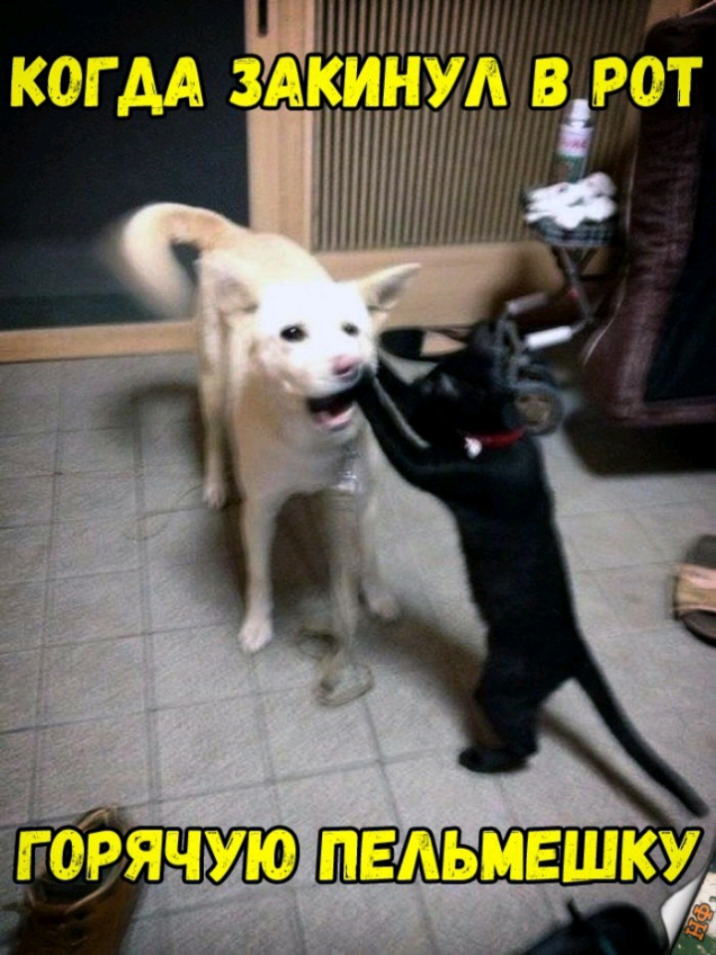 г а когдА ЗАКИНУАПВРОТ ятчую пвдьмвшка