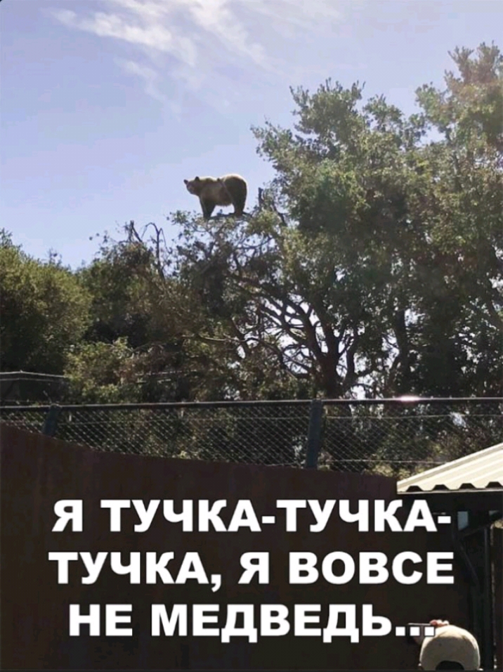 я ТУЧКА ТУЧКА д тучкд я вовсЕ не медведьъ