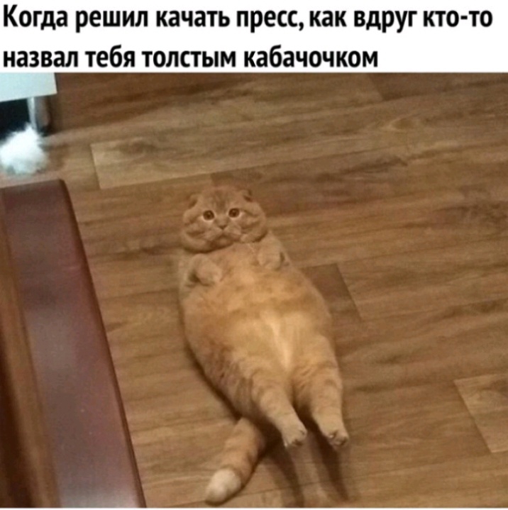 Когда решил качать пресс как вдруг кто то назвал тебя толстым кабачочком