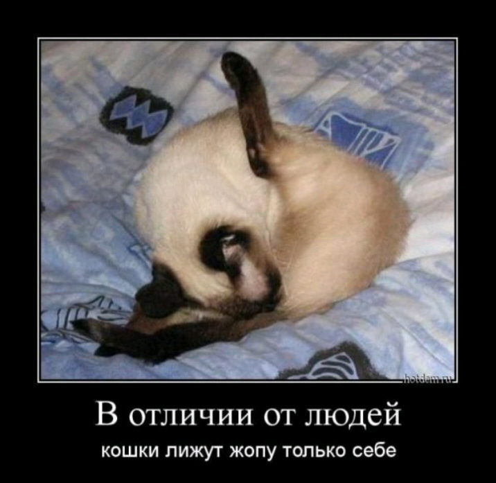 В отличии от людей кошки лижут жопу только себе
