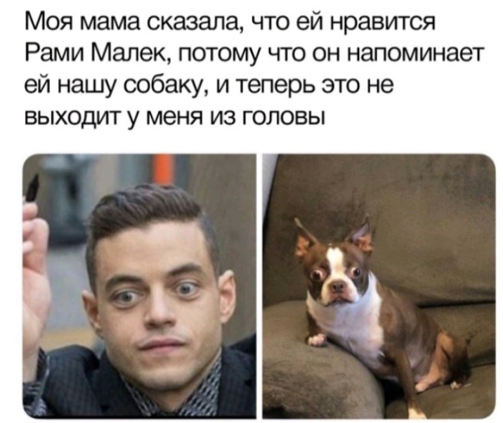 Моя мама сказала что ей нравится Рами Малек потому что он напоминает ей нашу собаку и теперь это не выходит у меня из головы