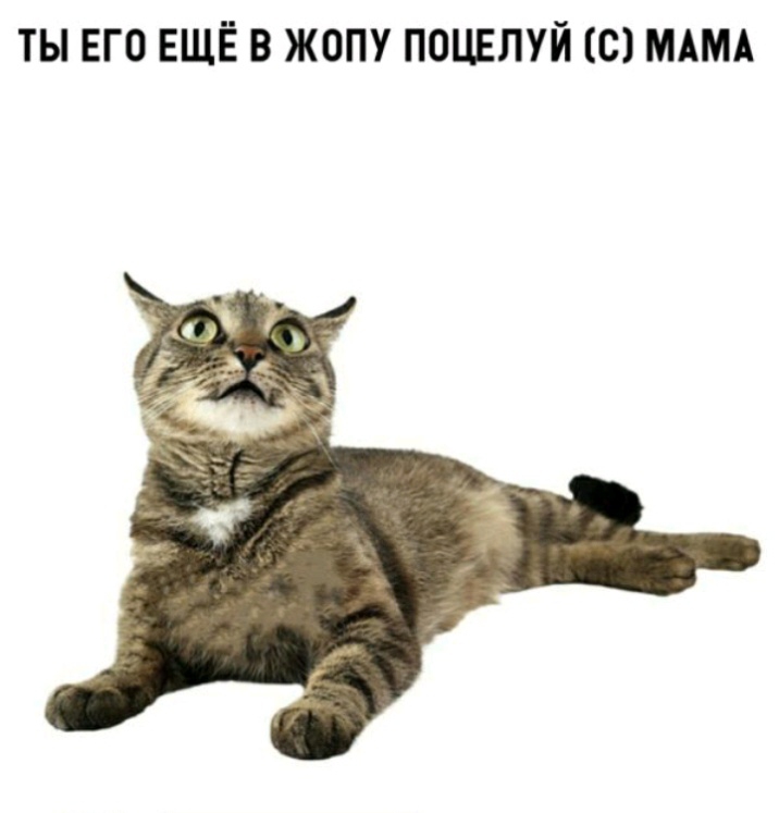 ТЫ ЕГО ЕЩЁ В ЖОПУ ПОЦЕЛУЙ С МАМА