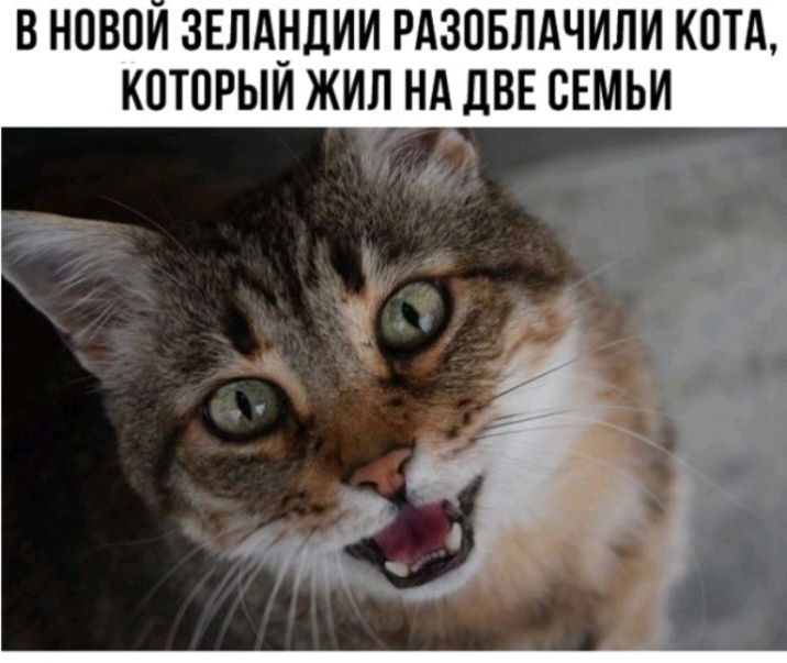 В НОВОИ ЗЕЛАНДИИ РАЗОБЛАЧИЛИ КОТА КОТОРЫИ ЖИЛ НА ДВЕ СЕМЬИ