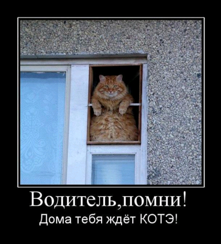 Водительдомни Дома тебя ждёт КОТЭ