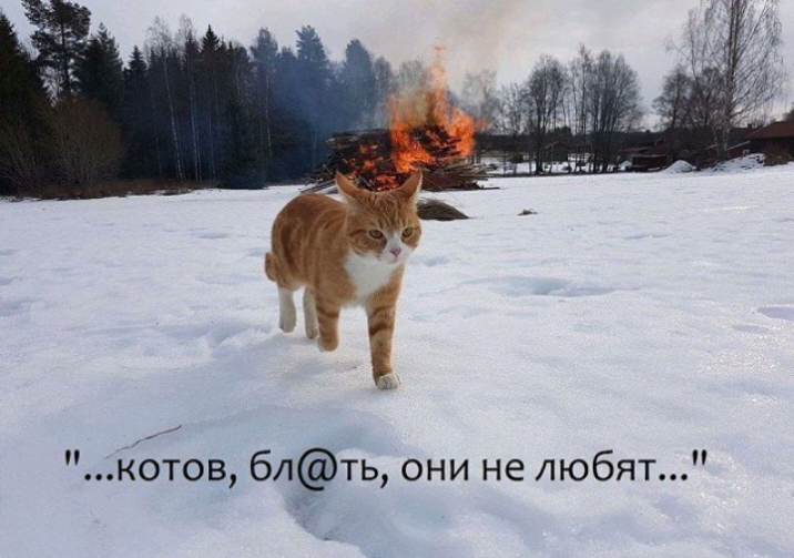 Ад котов блть они не любят