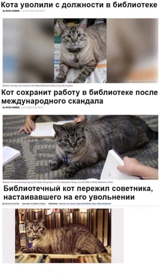Кота уволили С дОЛЖМОСТи В библиотеке Кот сохранйт работу в библиотеке после международного скандала Библиотечный КОТ пережил советника настаивавшего на его увольнении