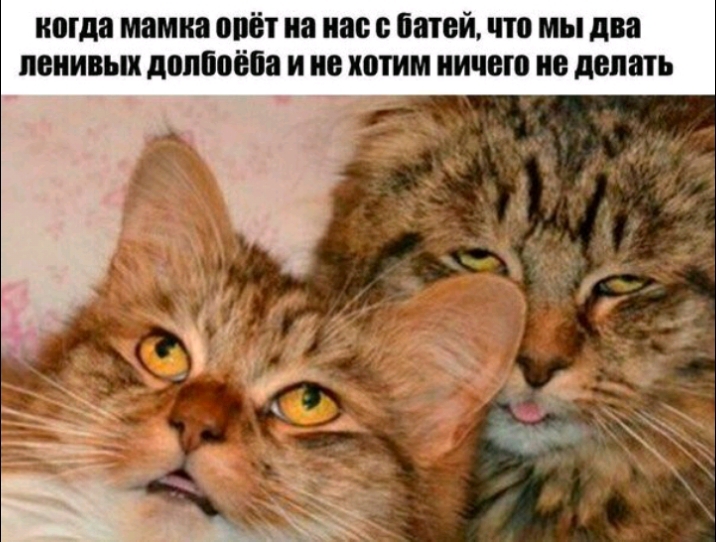 когда мамин БЁТ на нас В ЕШЕЙ что МЫ два ЛЕНИВЫХ допбоёба И не хотим НИЧЕШ 0 делать