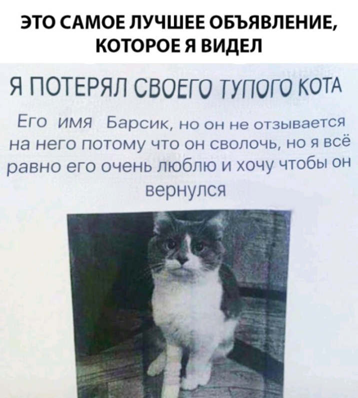 Глупый потерять. Объявление о пропаже кота. Я потерял своего тупого кота. Смешные объявления. Смешные объявления о пропавших.