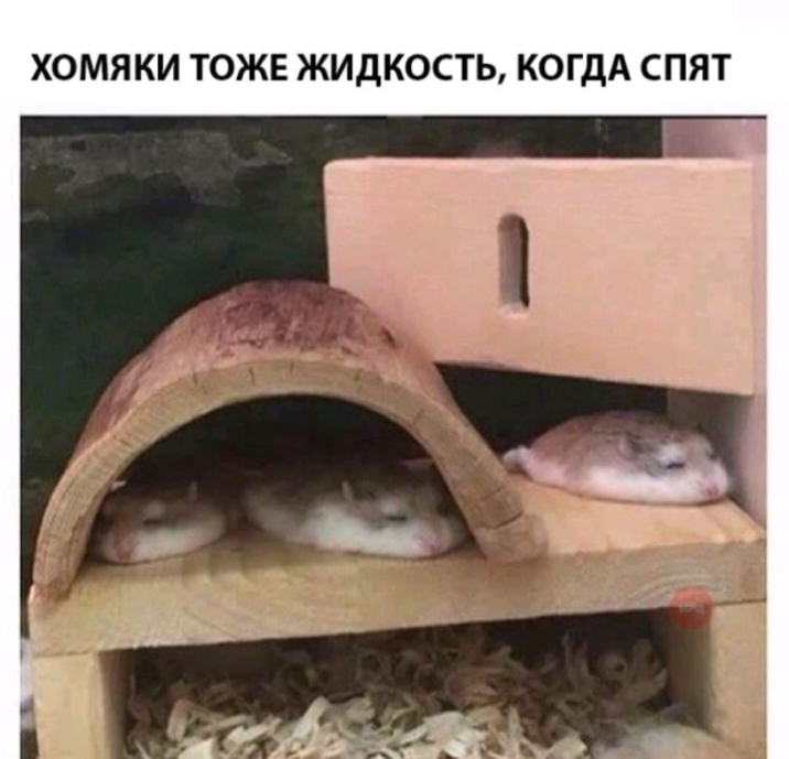 ХОМЯКИ ТОЖЕ ЖИДКОСТЬ КОГДА СПЯТ